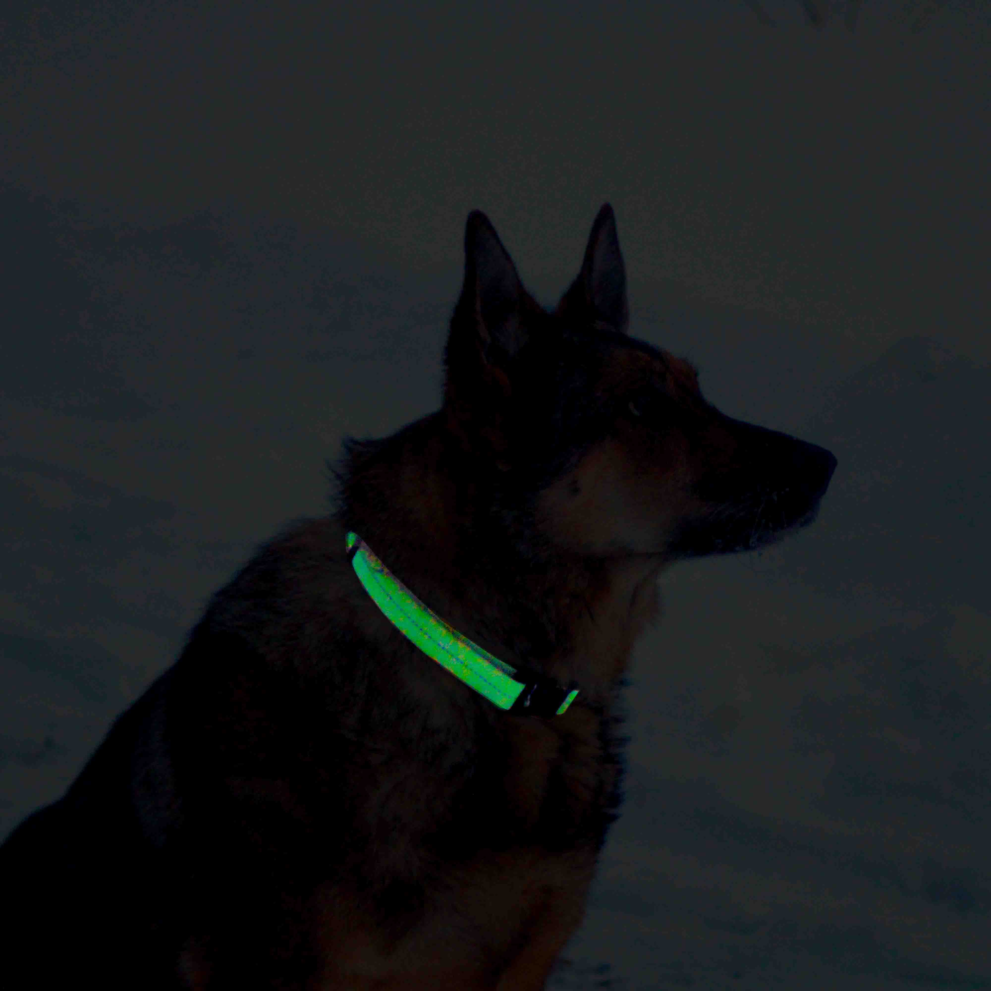 Glow-in-the-Dark Pet Collar