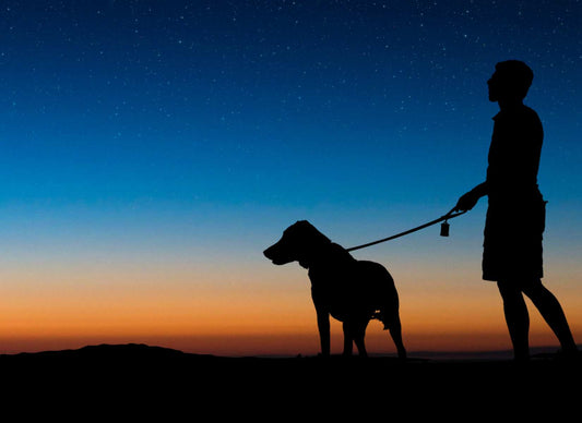 Tips for Keeping Your Pet Safe at Night