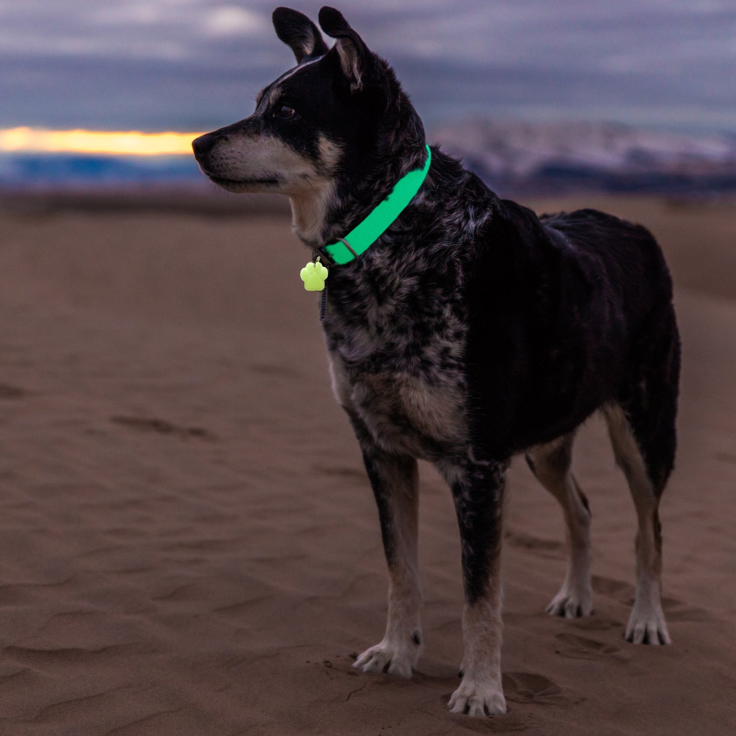GLO Pet