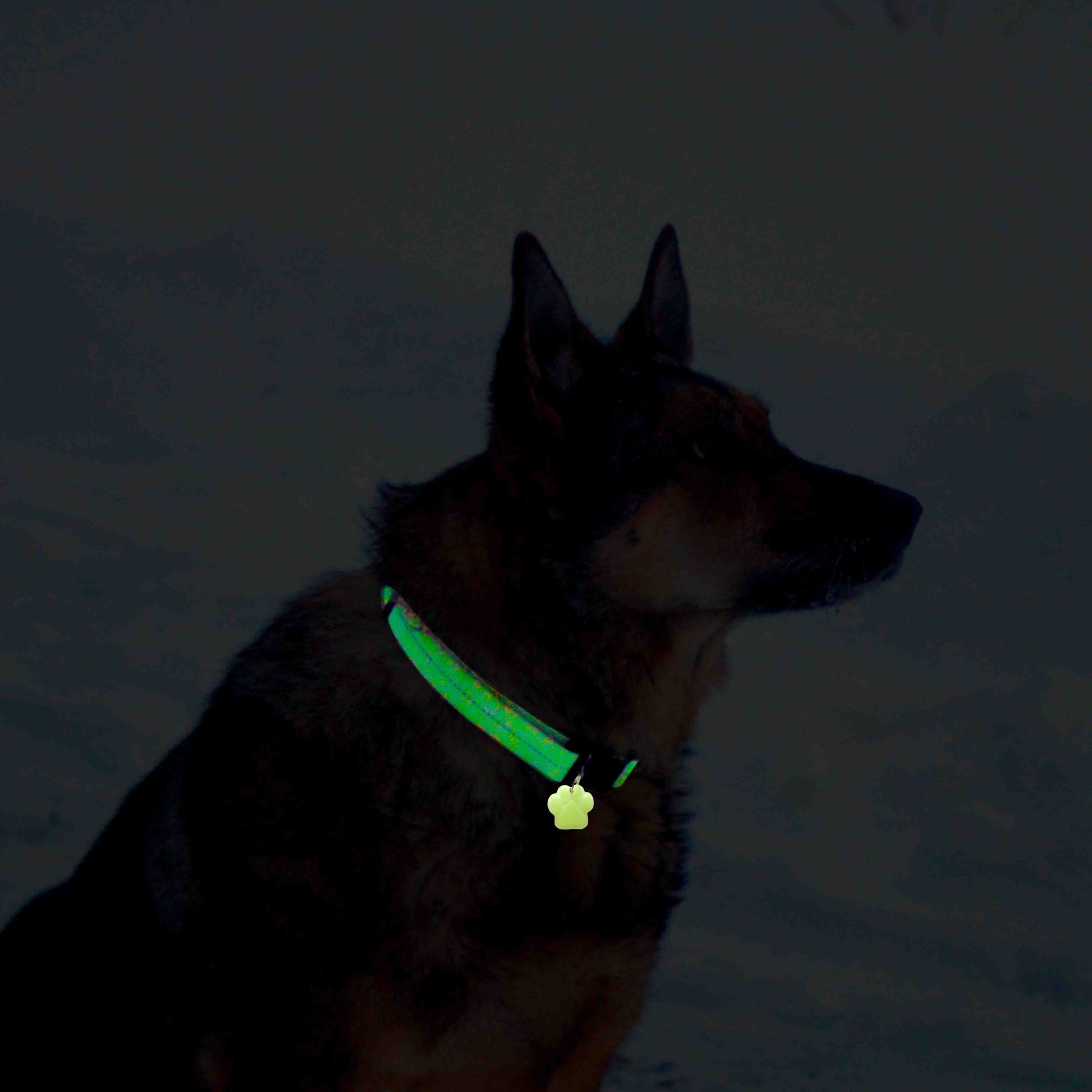 Glow in The Dark Pet Tags/GlowPetTag/Dog ID tags/Cat ID tags/Pet Gift/Engraved Pet tags/Pet Name Tag/ID Tag/Glow Key Fob Small GlowBone Tag / Aqua